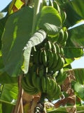hojas haitianas