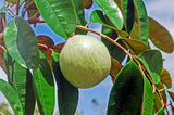 hojas haitianas