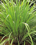 hojas haitianas