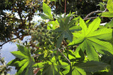 Feuilles haïtiennes - Fey Lakay