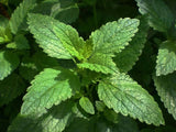 Haitian Leaves - Fey Lakay
