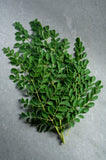Haitian Leaves - Fey Lakay