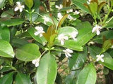 hojas haitianas
