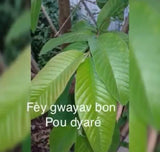 Haitian Leaves - Fey Lakay