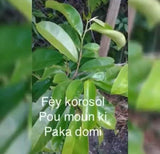 Haitian Leaves - Fey Lakay