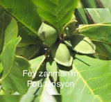Haitian Leaves - Fey Lakay