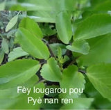 Haitian Leaves - Fey Lakay