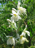 Haitian Leaves - Fey Lakay