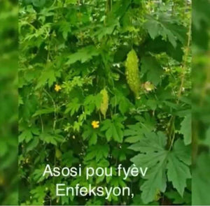 Haitian Leaves - Fey Lakay